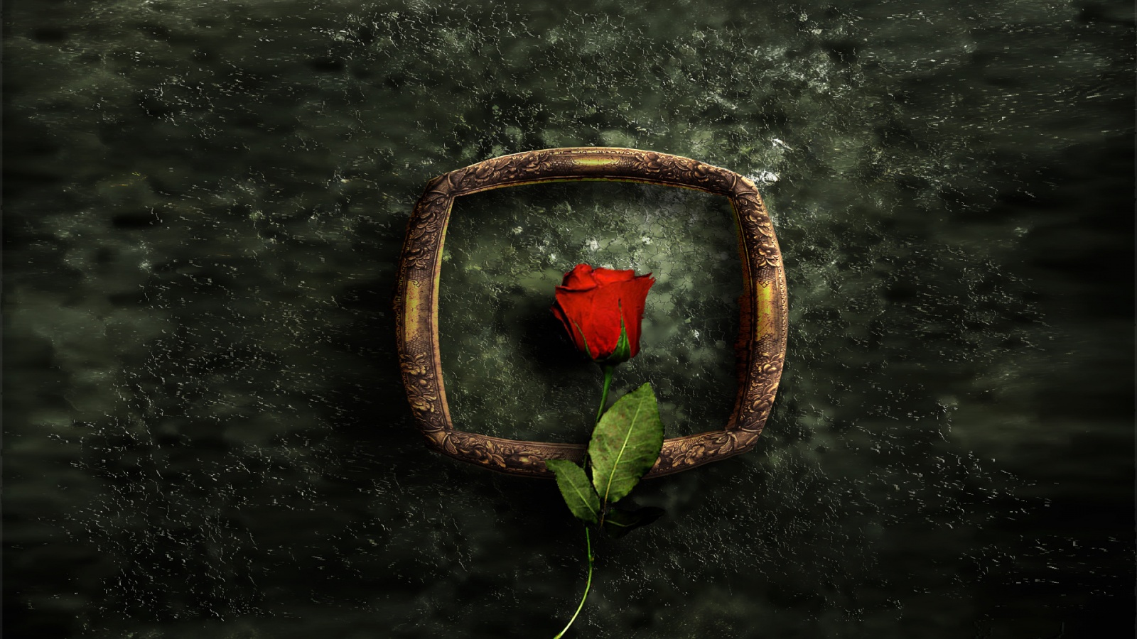 Роза на картинной раме обои