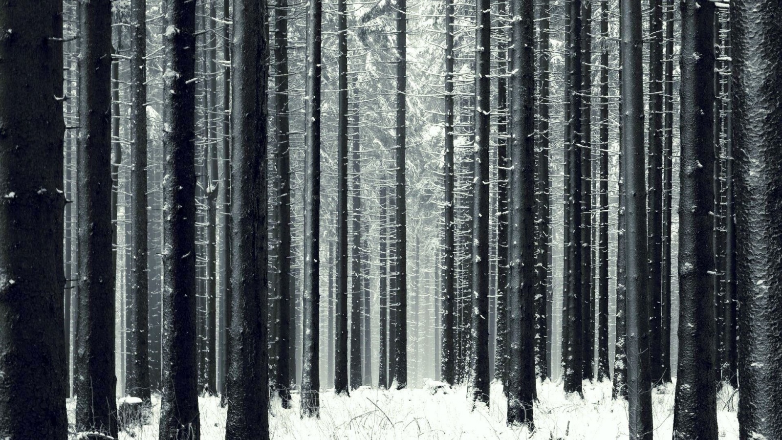 Зимний лес как штрихкод обои