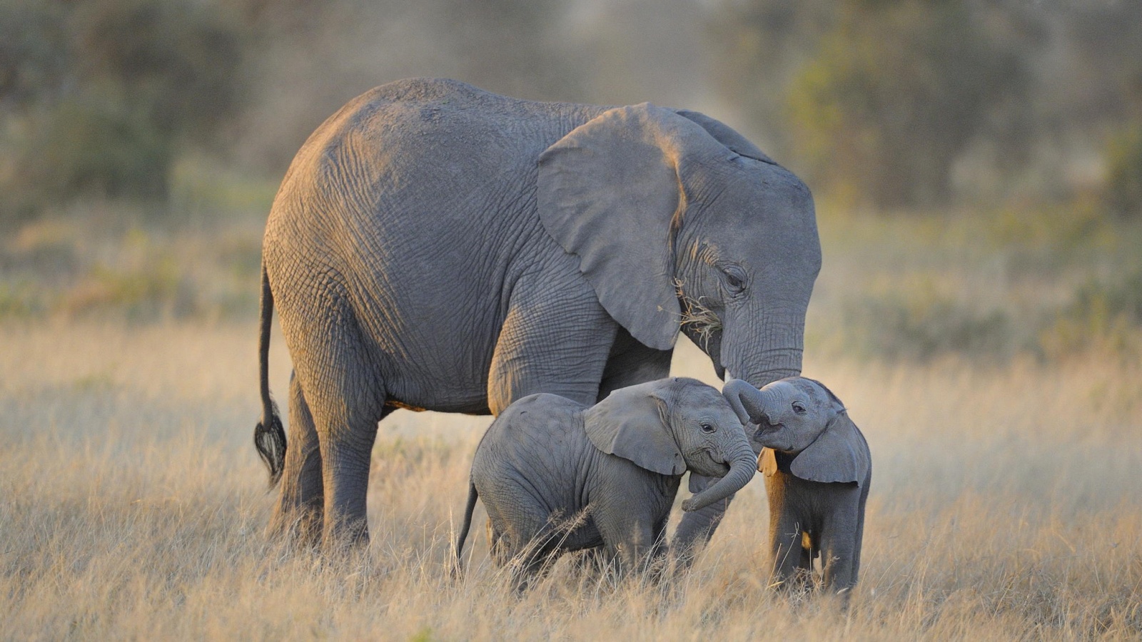 Слоны в национальном парке обои