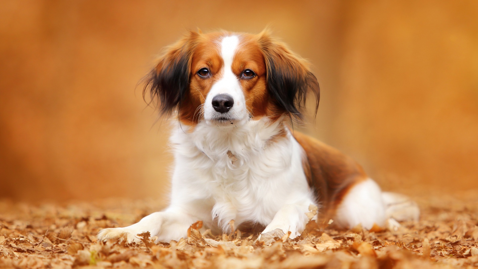 Собака на ковре из осенних листьев обои